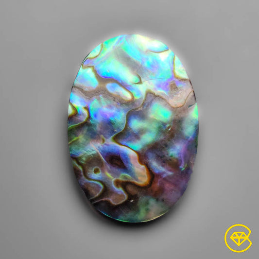 Abalone Shell