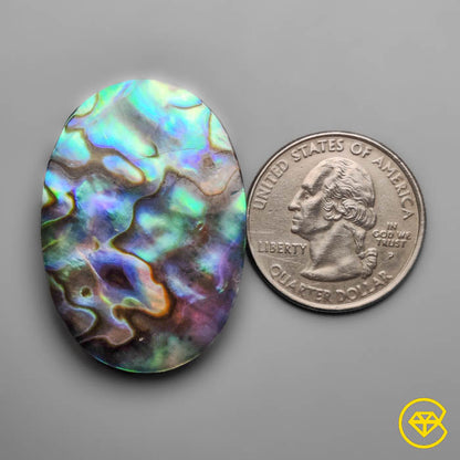 Abalone Shell (Backed)