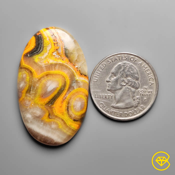 Rare Spiral Bumble Bee Jasper Cabochon