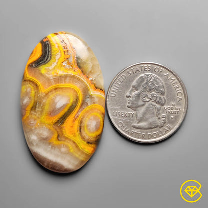 Rare Spiral Bumble Bee Jasper Cabochon
