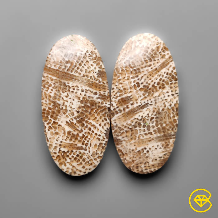 Fossil Coral