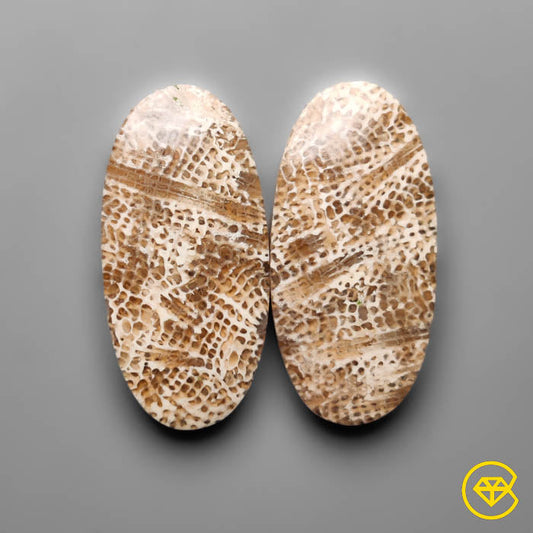 Fossil Coral