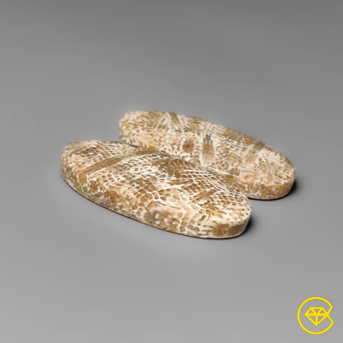 Fossil Coral Pair