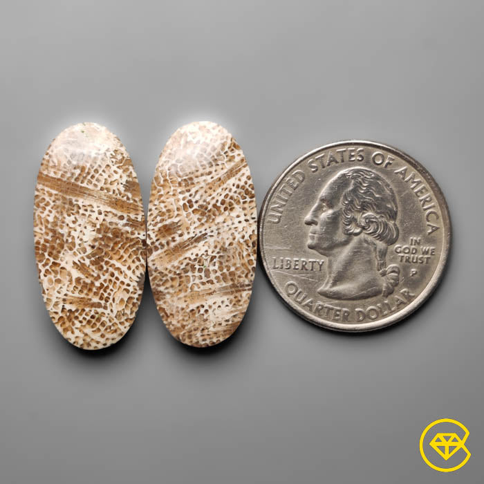Fossil Coral Pair