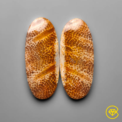 Fossil Coral