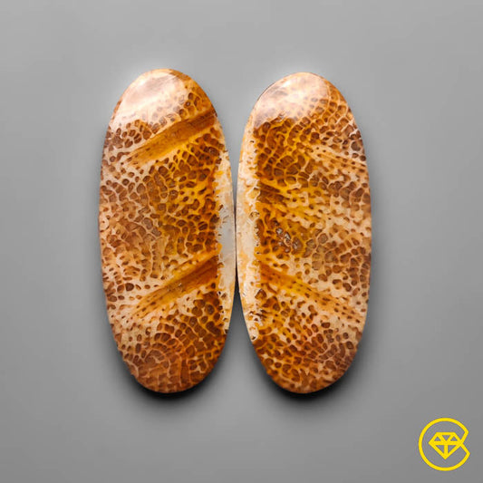 Fossil Coral