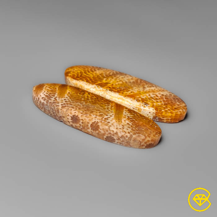 Fossil Coral Pair