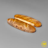 Fossil Coral Pair