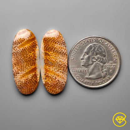 Fossil Coral Pair