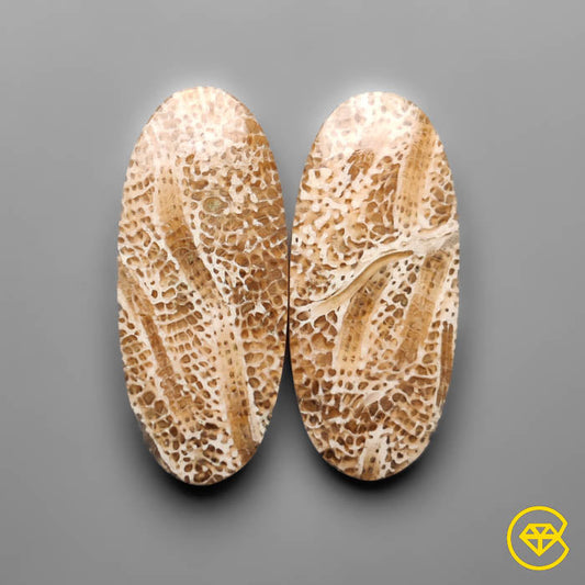 Fossil Coral