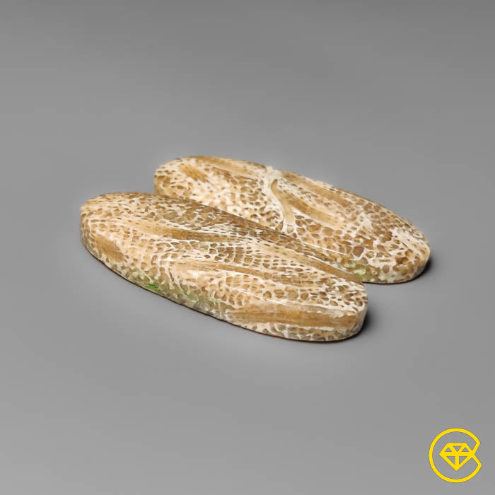 Fossil Coral Pair