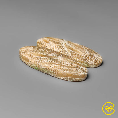 Fossil Coral Pair