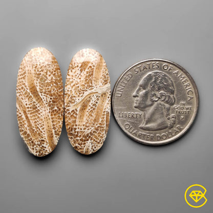 Fossil Coral Pair