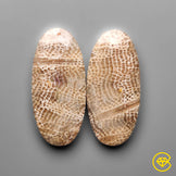 Fossil Coral