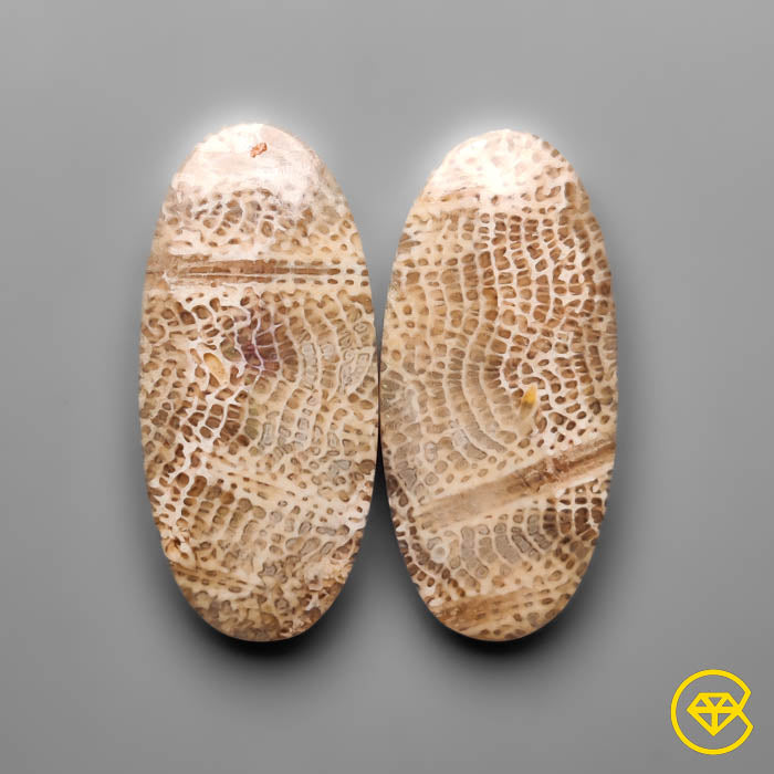 Fossil Coral
