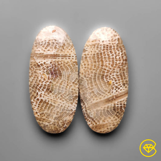 Fossil Coral