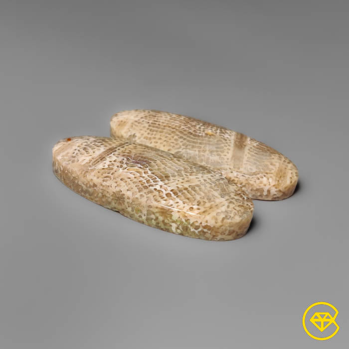 Fossil Coral Pair