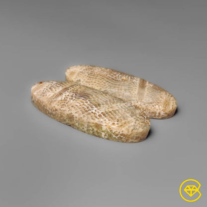 Fossil Coral Pair