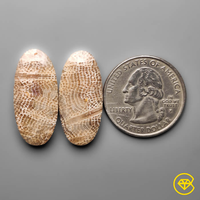 Fossil Coral Pair