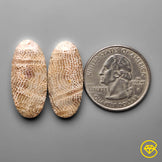 Fossil Coral Pair