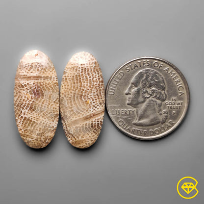 Fossil Coral Pair