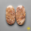Fossil Coral