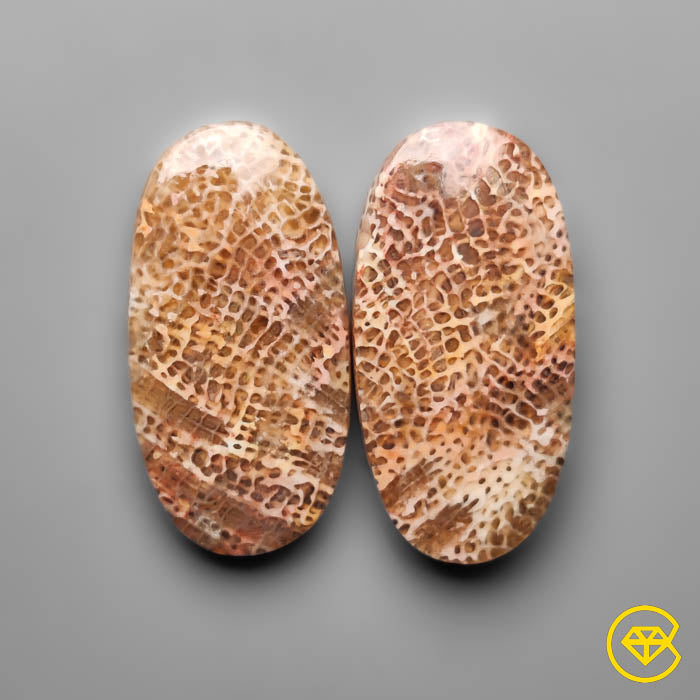 Fossil Coral