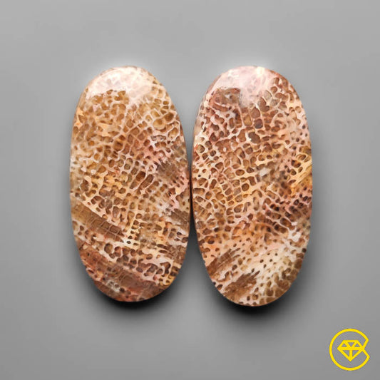Fossil Coral