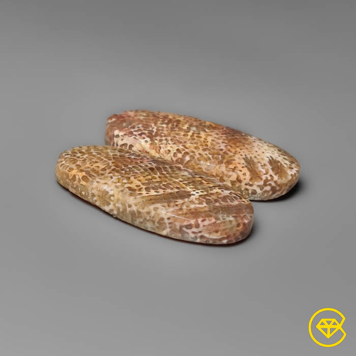 Fossil Coral Pair