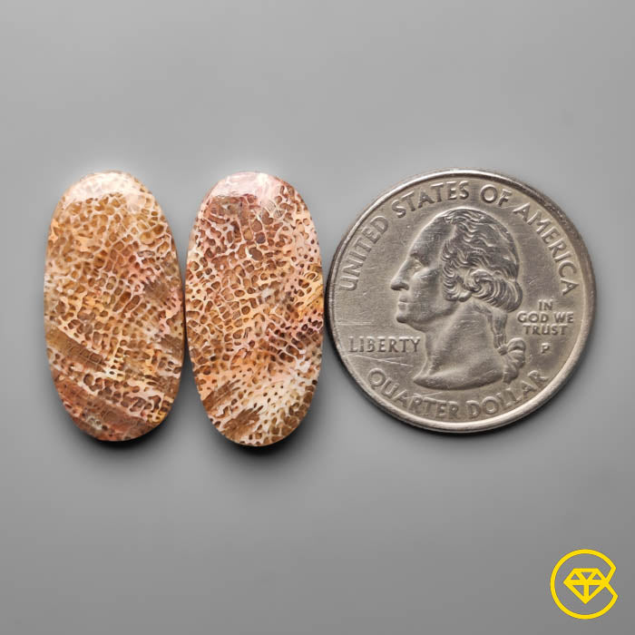 Fossil Coral Pair