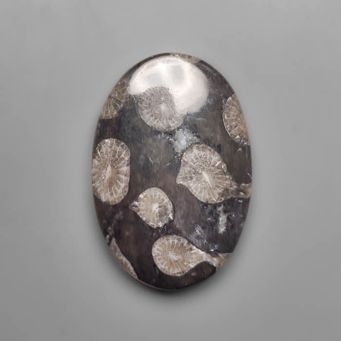 Fossil Coral