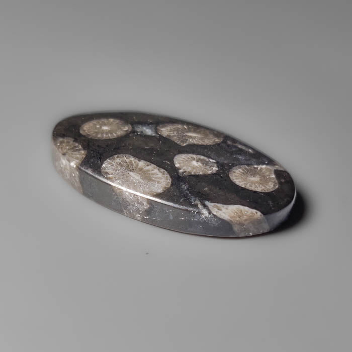Black Fossil Coral Cabochon