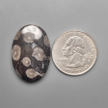Black Fossil Coral Cabochon