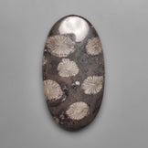 Fossil Coral