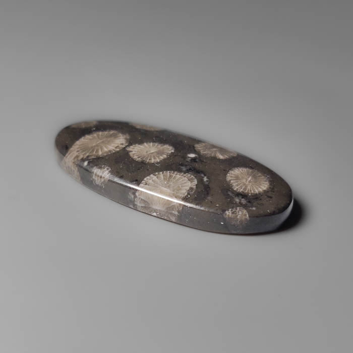 Black Fossil Coral Cabochon