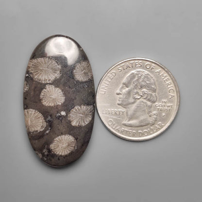 Black Fossil Coral Cabochon