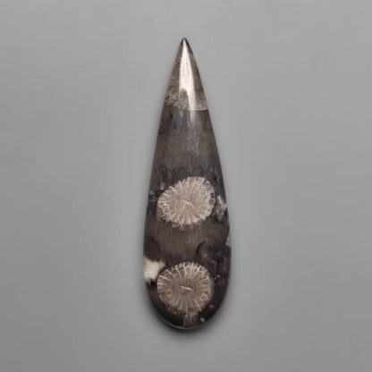 Fossil Coral