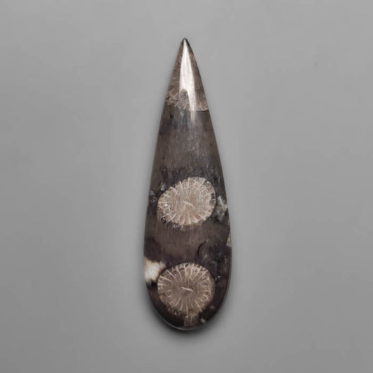 Fossil Coral