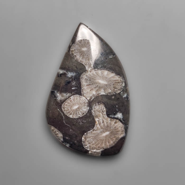 Fossil Coral