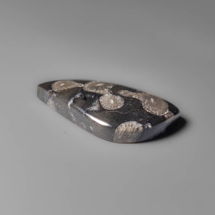 Black Fossil Coral Cabochon