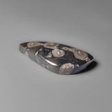 Black Fossil Coral Cabochon