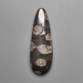 Fossil Coral