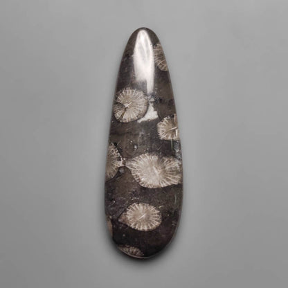Fossil Coral