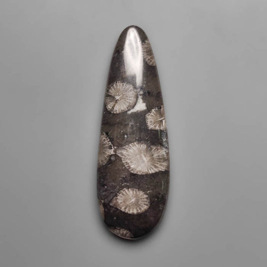Fossil Coral