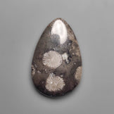 Fossil Coral