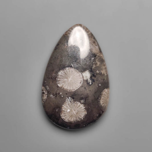 Fossil Coral