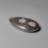 Black Fossil Coral Cabochon