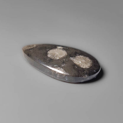 Black Fossil Coral Cabochon