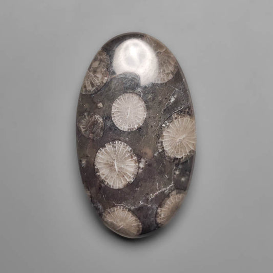 Fossil Coral