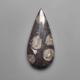 Fossil Coral